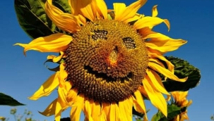 AYÇİÇEĞİNİN TARİHÇESİ