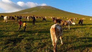 Besiciler uyardı: memlekette süt sağacak hayvan bulamayacağız