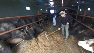 Bilgisayar mühendisinin hayvancılık tutkusu