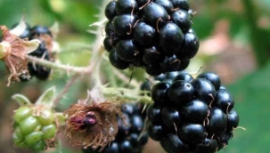 Böğürtlenin Faydaları