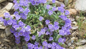 Bu çiçeği koparmak cesaret ister "CEZASI 109 BİN 593 LİRA"