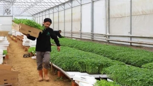 BÜYÜKŞEHİR, 150 BİN FİDE DAĞITIYOR