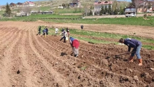 ÇAMBAŞI YAYLASI'NDA PATATES DİKİLDİ