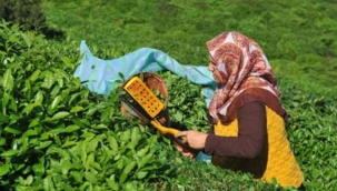 ÇAY SEZONU AÇILIRKEN EMEK PARTİSİ AÇIKLAMA YAYINLADI 