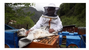 COĞRAFİ İŞARETLE İLK KEZ SATILACAK AYDER BALINDA ÜRETİM MESAİSİ BAŞLADI 