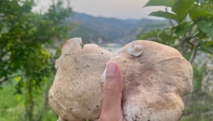 Doğada sadece 14 gün yetişiyor fiyatı el yakıyor