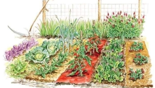 DOST BİTKİLER KULLANARAK TARIMSAL MÜCADELE YÖNTEMİ 