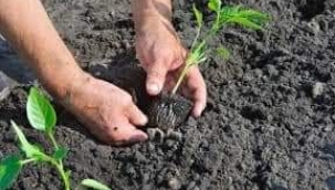 Fide Nasıl Dikilir?