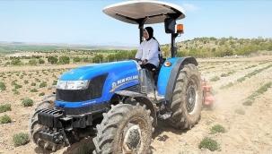 GİRİŞİMCİ KADIN ALDIĞI HİBE FİDE DESTEĞİYLE TARLASINDA LAVANTA YETİŞTİRİYOR