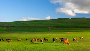 Hazine Arazisi Kiralama Nasıl Yapılır ve Şartları Nelerdir?