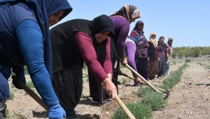 HİBE DESTEĞİYLE LAVANTA ÜRETİMİNE BAŞLANDI