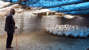 Iğdırlı çiftçi Mehmet Yulu, 40 kazla yetiştiriciliğe başladı. Bugün 330 kazla üretime devam ediyor