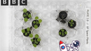 İlk kez  Ay'dan getirilen toprakta  bitki yetiştirildi