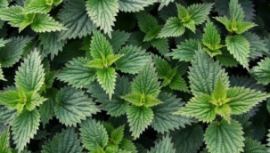 ISIRGAN NEDEN CAN YAKAR