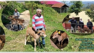 Jersey Dişi Buzağılar Doğuyor, ETKİYAP ile Yüzler Gülüyor. 