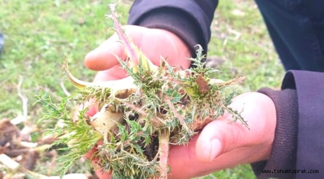 K E N G E R OTU 'NUN MUCİZE FAYDALARI