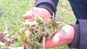 K E N G E R OTU 'NUN MUCİZE FAYDALARI 