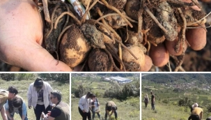 Kaçak salep soğanlarını toplayan 4 kişiye 438 bin 372 TL para cezası kesildi