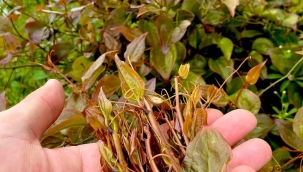 Kirli kanı temizleyen bitki: melocan