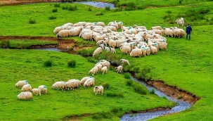 Küçükbaş hayvancılığı öyle bir destekleyin ki vatandaş tereddüt etsin!