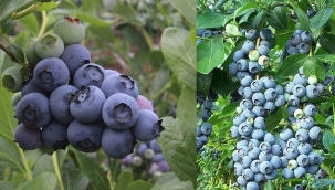 MAVİYEMİŞ ( YABAN MERSİNİ - BLUEBERRY) BAHÇE TESİSİ PROJESİ FİZİBİLİTE RAPORU