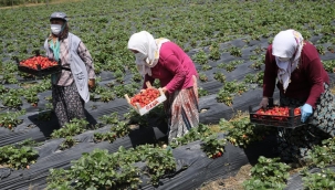 Ordu'da çilek üretimi yaygınlaşıyor...