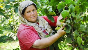 ORDU FINDIKTAN YILDA 7.5 MİLYAR LİRA KAZANIYOR