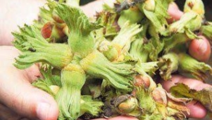 Palaz Fındık Çeşidinde Dip Sürgünü Temizlemenin önemi 