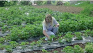 Pamukova'da görüp işini bıraktı ve tarıma yöneldi 