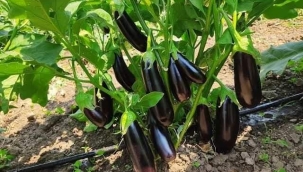 Patlıcanda Verim ve Kalite