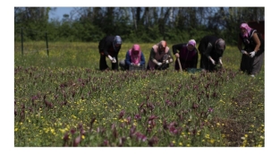 SAMSUN'DA ÖZEL İZİNLE ÜRETİLEN SALEP ORKİDESİNİN HASADINA BAŞLANDI