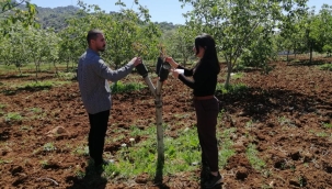 Şırnak'ta cevizlerde aşıların tutma oranları yüksek