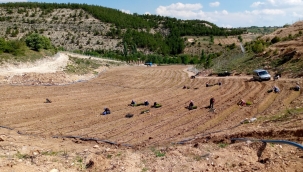 SİVASLI İLÇESİNDE KUŞKONMAZ FİDELERİ TOPRAKLA BULUŞTU