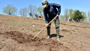 Tarıma gönül verdiler, atıl araziyi canlandırdılar