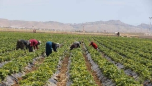 TARIMSAL ÜRETİME KADINLARIN KATKISI HER GEÇEN GÜN ARTIYOR!