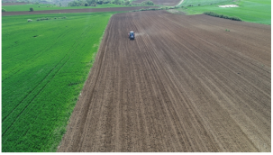 Tekirdağ'da 3 Ton Yerli Hibrit Ayçiçeği Tohumu Ekildi