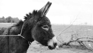 TOPAL EŞEK HİKAYESİ