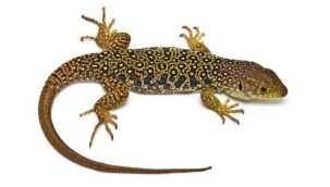 VEFA SADECE İNSANA ÖZGÜ BİR DUYGU DEĞİLDİR !