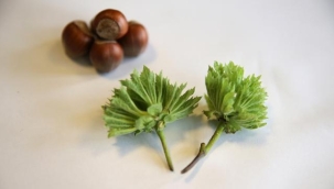 Yeni fındık çeşidi: 'Çetiner' tescillendi