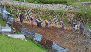 Yüksek Ücretlere Rağmen Tarımda Çalışacak Eleman Yok