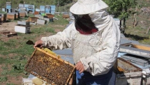 ZARA BALI'NIN COĞRAFİ İŞARETLE TESCİLLENMESİ ARICILARI SEVİNDİRDİ 