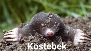 ZARARLILARI UZAKLAŞTIRAN BİTKİLER ve EV YAPIMI DOĞAL MÜCADELE YÖNTEMLERİ 