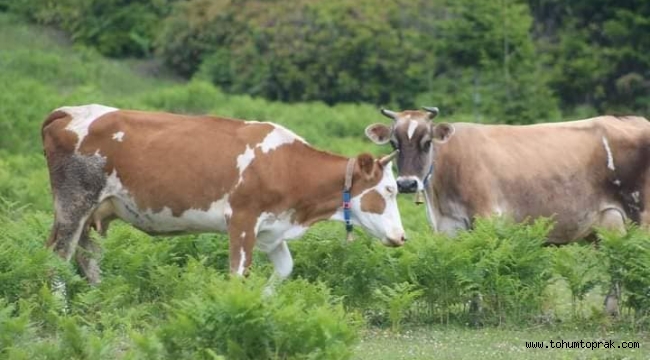 ZMO Başkanı Baki Remzi Suiçmez: Et ve süt ürünlerinde daha pahalı bir sezon bizi bekliyor