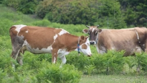 ZMO Başkanı Baki Remzi Suiçmez: Et ve süt ürünlerinde daha pahalı bir sezon bizi bekliyor