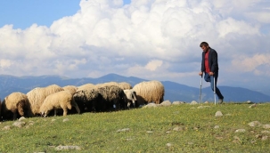 26 yıldır tek bacağıyla hayvanlarını otlatıyor