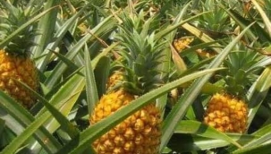 ANANAS YETİŞTİRİCİLİĞİ;