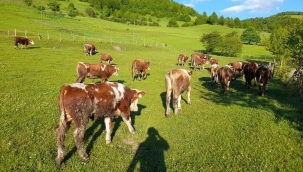 Köye Dönmek, Hayvancılık Yapmak İsteyenlere Müthiş Destek Resmen Açıklandı: 300 Koyun Hibe Edilecek! Hayvancılık Yapmak İsteyenler Hemen Başvurabilir! 