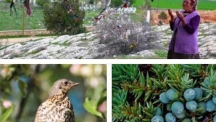 ARDIÇ AĞACININ HİKAYESİ