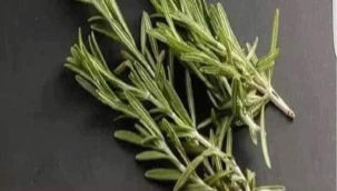 BİBERİYE: BEYİN SÜPÜRGESİ 