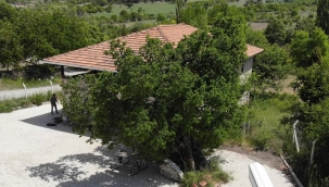 Bin Yaşındaki Dut Ağacının Meyvelerinin Şifalı Olduğuna İnanıyorlar